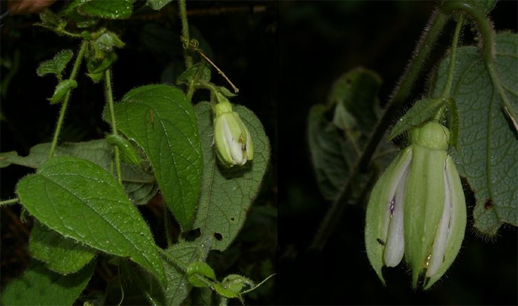 Artículo científico | Passiflora albopurpurea, a new species of sect. Granadillastrum (Passifloraceae, subg. Passiflora) discovered in the central montane forest of Peru