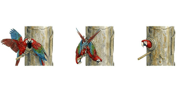 Arículo científico / Temporal Dynamics of Parental Behavior and Nest Use in Ara chloropterus and Ara macao at an Artificial Nest Box in Peru