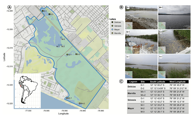 Metabarcoding Analysis Reveals Microbial Diversity and Its Environmental Drivers in the Pantanos de Villa Lagoons in Lima—Peru