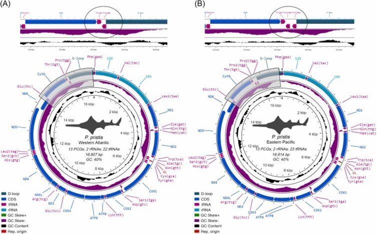 Artículo científico | Geographical variation in mitogenomes of the largetooth sawfish Pristis pristis: Challenges and perspectives for conservation efforts