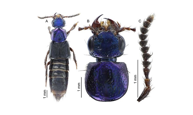 Artículo científico | An update on Scaponopselaphus Scheerpeltz (Coleoptera: Staphylinidae) with the description of three new species, and a key to the species