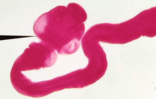 Laboratorio de Parasitología y Paleoparasitología