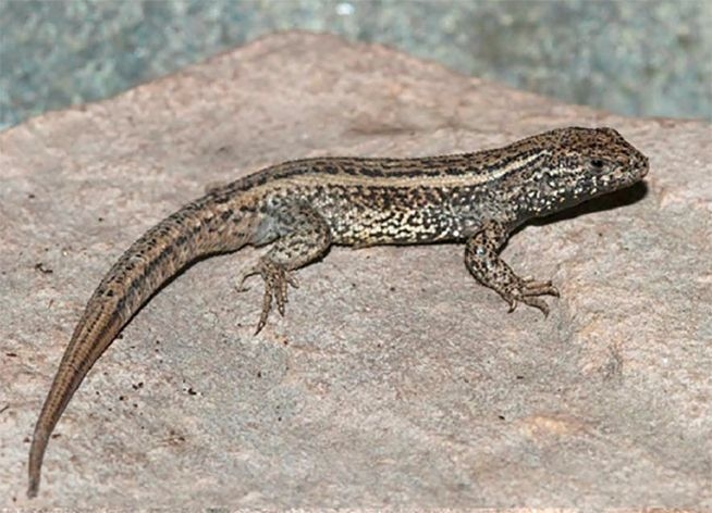 Docente de la UNMSM publica hallazgo de nueva especie de lagartija andina en Arequipa