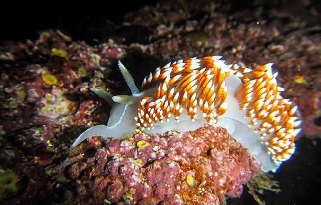 Laboratorio de Biología y Sistemática de Invertebrados Marinos 