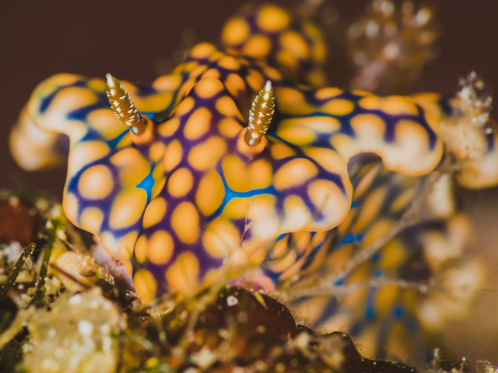 Laboratorio de Ecología de Invertebrados Acuáticos Continentales
