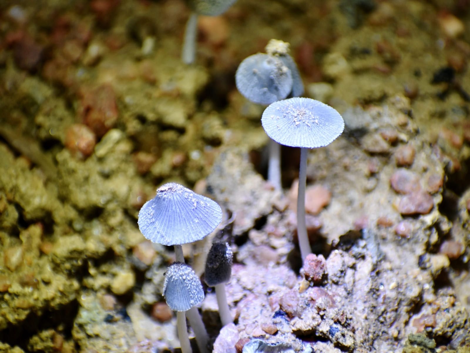 Laboratorio de Micología Aplicada