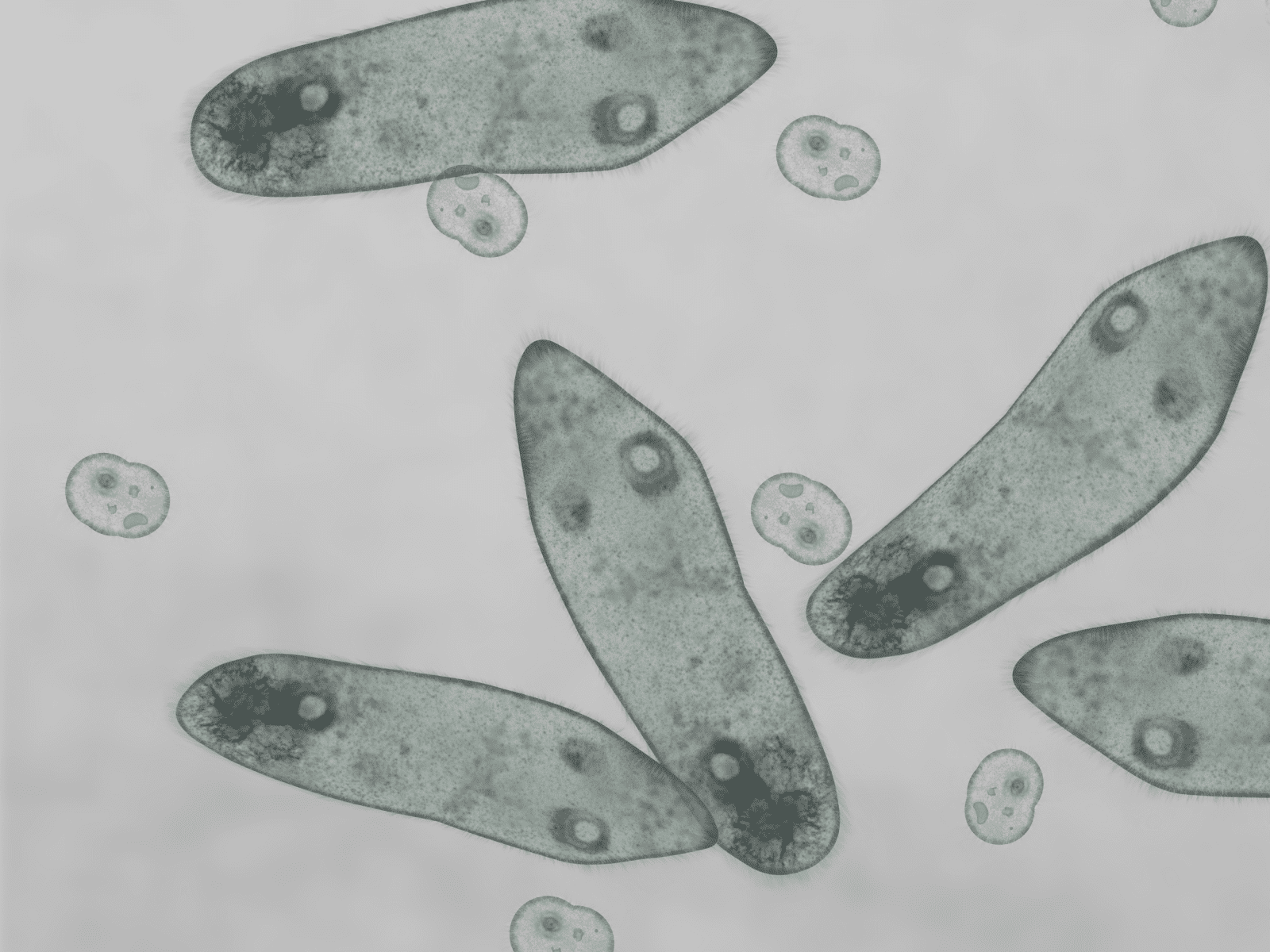 Lab. de Invertebrados Acuáticos