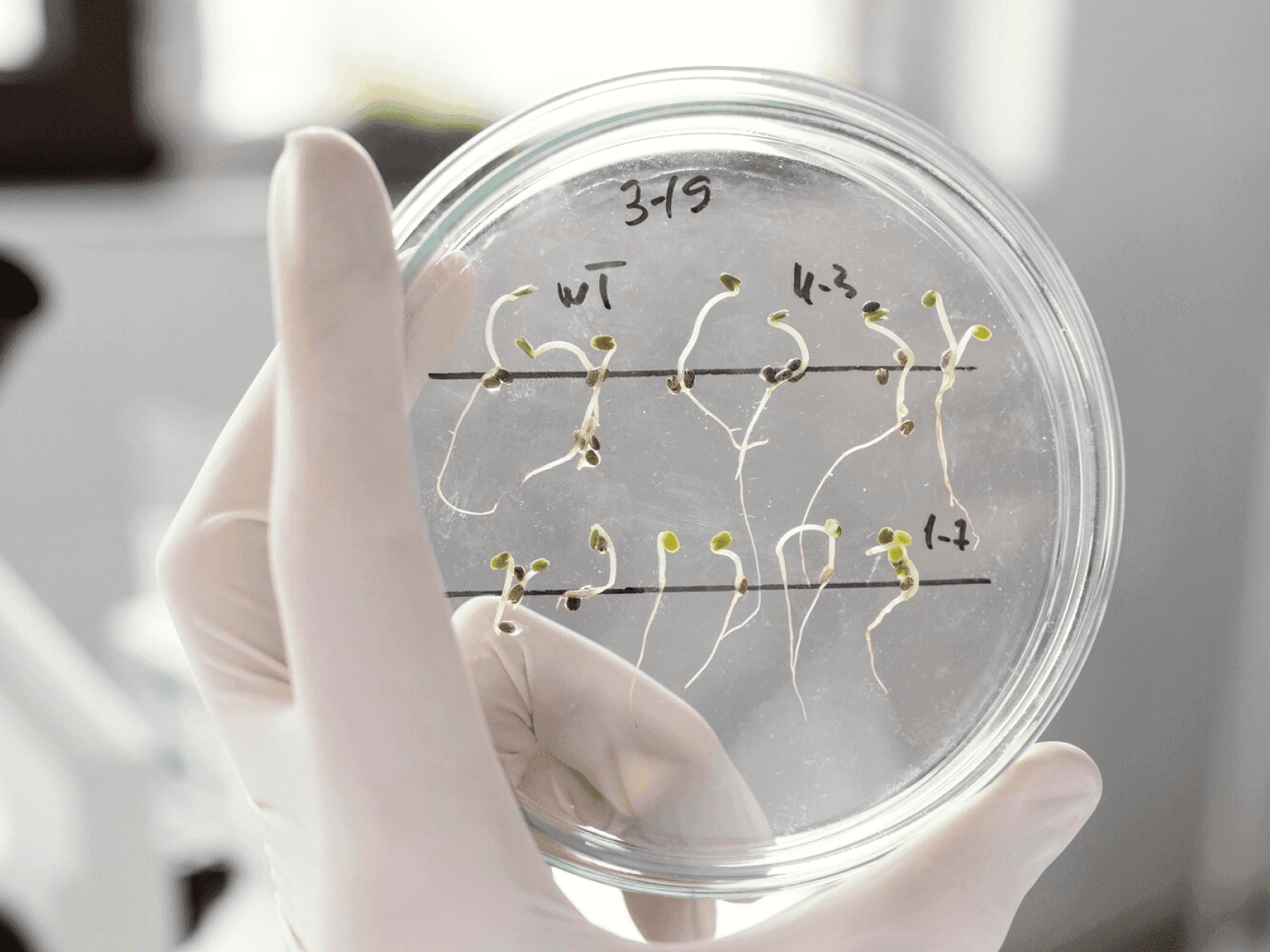 Lab. de Reproducción y Biología del Desarrollo