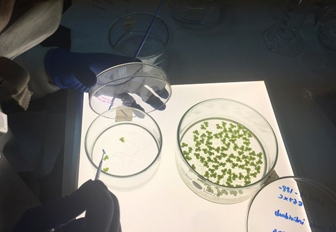 Laboratorio de Reproducción, Biología del Desarrollo y Ecotoxicología