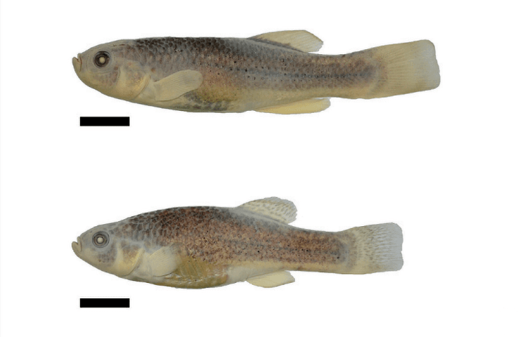 Molecular phylogenetics of Andean killifish genus Orestias (Cyprinodontiformes: Orestiidae) with emphasis on the O. agassii species complex, a widespread Andean clade