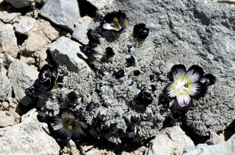 Artículo científico | Nototriche nawiyoc (Malvoideae, Malvaceae), a new species with trifid sepal apices from the Andes of Huancavelica, Peru
