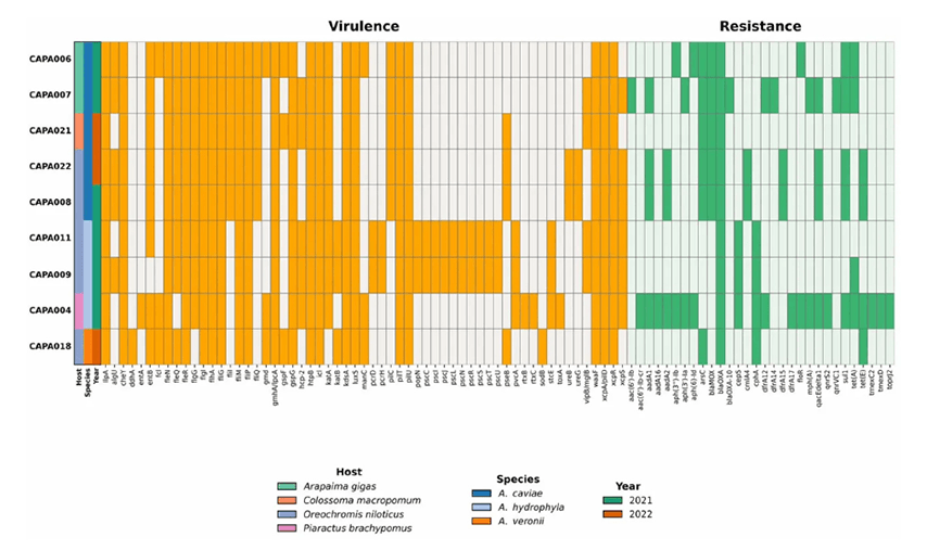 Artículo científico | Phylogenomic and comparative genomic analyses of Aeromonas spp. from South American aquatic systems reveal extensive genomic diversity, antimicrobial resistance, and predicted human pathogenicity