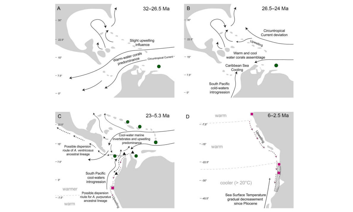 Artículo científico | Reevaluación de las relaciones filogenéticas y los tiempos de divergencia de las especies actuales de Argopecten Monterosato, 1889 en el Pacífico Oriental