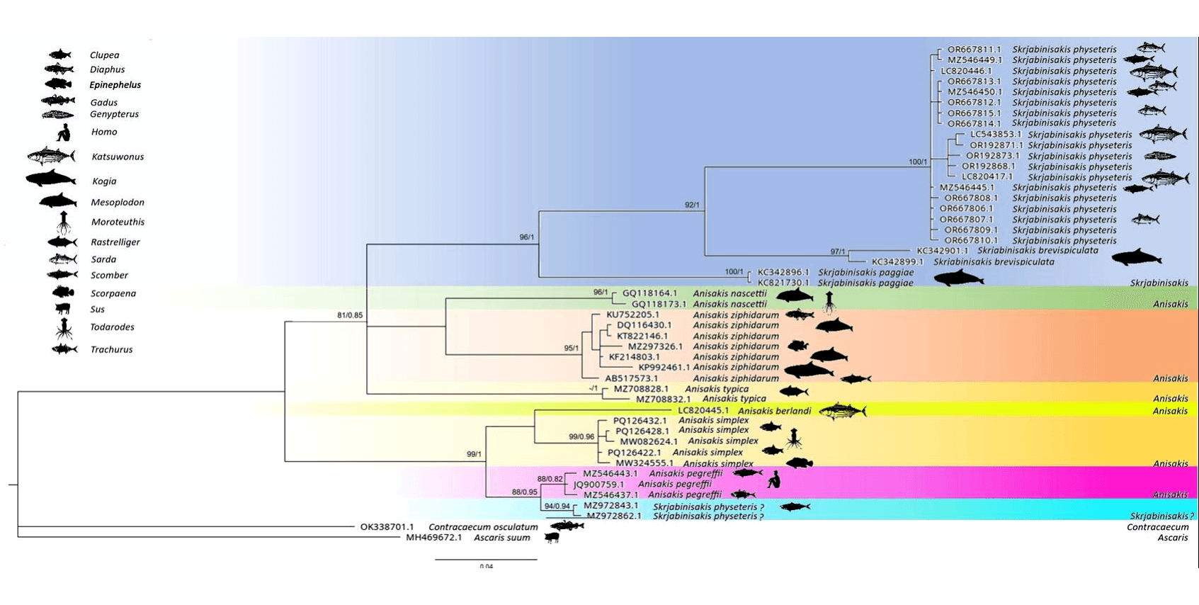 Artículo científico | Experimental pathogenicity of Skrjabinisakis physeteris in Wistar rats and its occurrence in Sarda chiliensis from Peru: Implications for food safety and zoonotic risk