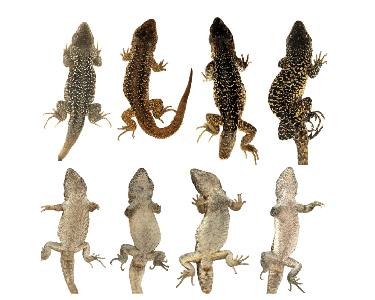 Artículo científico | Taxonomic Nightmare: Hard Species Delimitation in Liolaemus (Squamata: Liolaemidae) Lizards of the Peruvian High Andean Plateau with a Description of a New Cryptic Species.