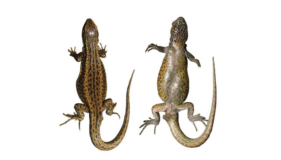 Artículo científico | Investigador de la Facultad de Ciencias Biológicas UNMSM participa en el descubrimiento de una nueva especie de lagarto en Chile