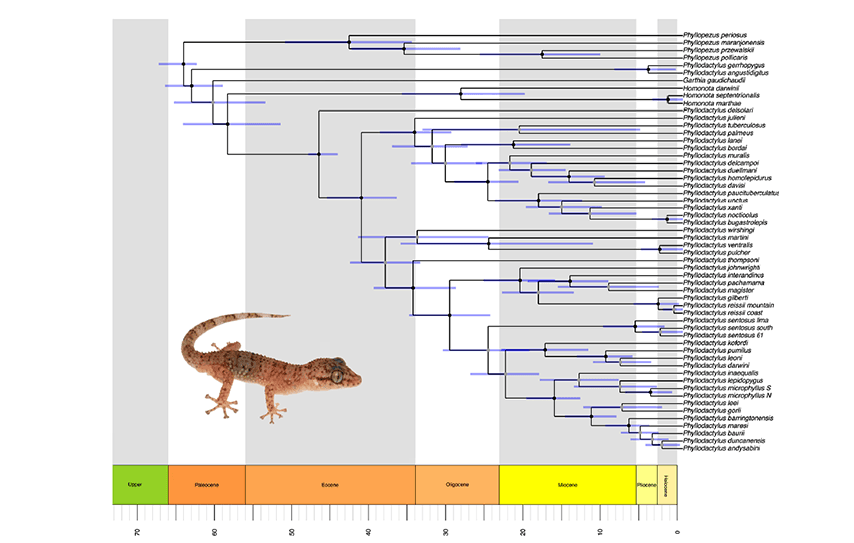 Artículo científico | One if by land, two if by sea: molecular phylogeny and biogeography of the Neotropical leaf-toed geckos (Phyllodactylidae: Phyllodactylus)