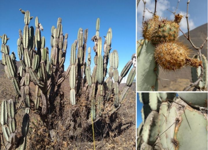 Artículo científico | Comparative cytogenetics and rDNA organization in Cactaceae: insights from Armatocereus mataranus subsp. ancashensis