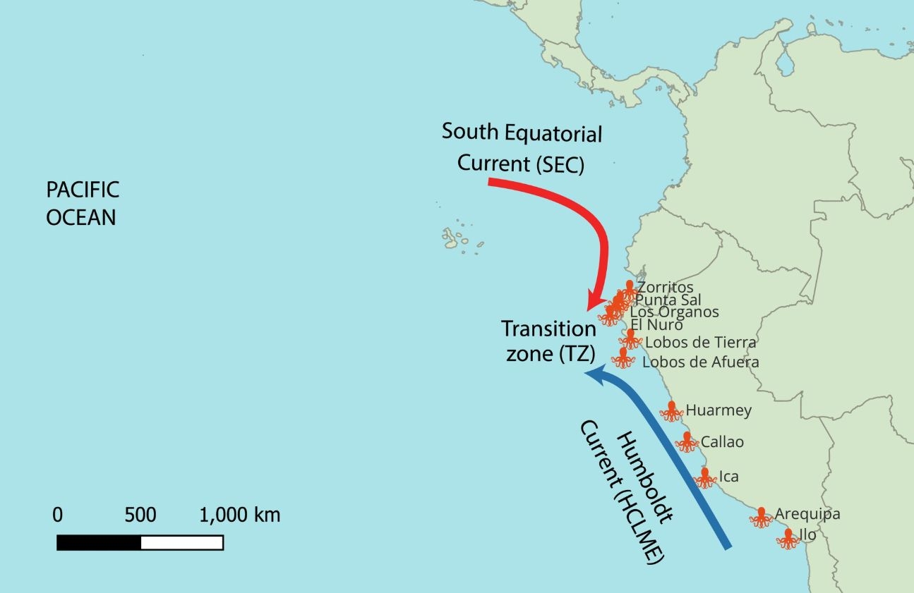 Artículo científico | Admixture and Selection Driven by El Niño–SouthernOscillation Events Shape the Genetic Structure of Octopusmimus–O. hubbsorum Complex Across the Humboldt andSouth Equatorial Current Transition Zone