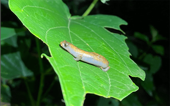 Artículo científico | Lost in the Amazon: Rediscovery of the Rio Santa Rosa Mushroomtongue Salamander (Caudata: Plethondontidae) from Ayacucho, Peru
