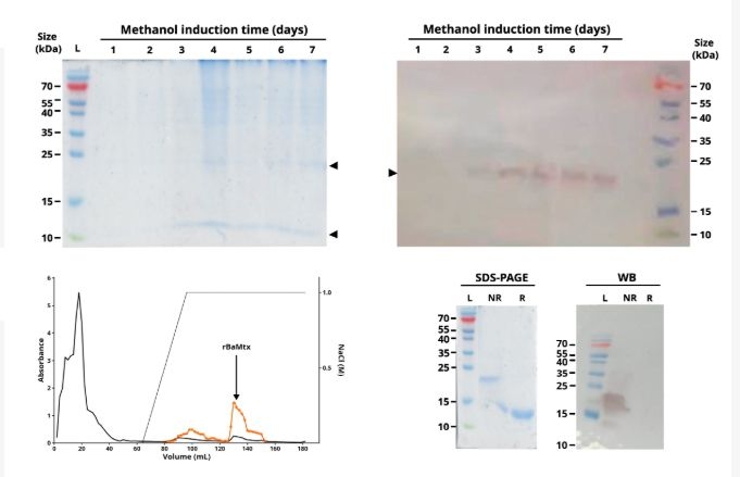 Artículo científico | Recombinant BaMtx Preserves the Biological Properties of a Lys49 Phospholipase A2 from Bothrops atrox and Reveals Differential Responses in Tumor and Non-Tumor Cell Models