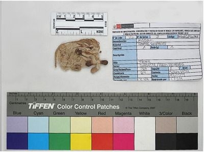 Artículo científico | Archaeogenomic identification of ancient plant and feather remains from Túcume, Peru