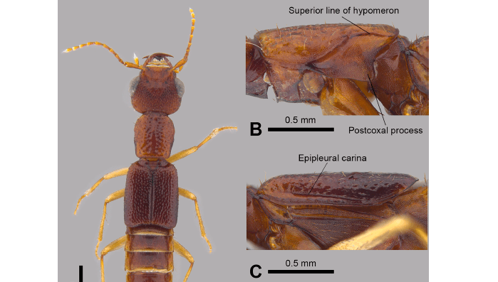Artículo científico | The first species of Homaeotarsus Hochhuth, 1851 (Coleoptera: Staphylinidae: Paederinae) with remarkable sexual dimorphism
