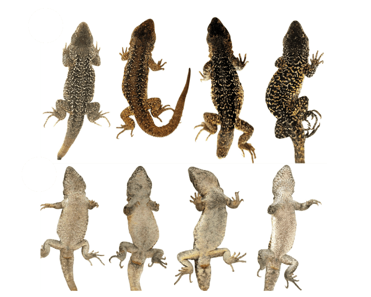 Nueva publicación científica: Avances en la delimitación de especies de lagartijas altoandinas y descripción de una nueva especie
