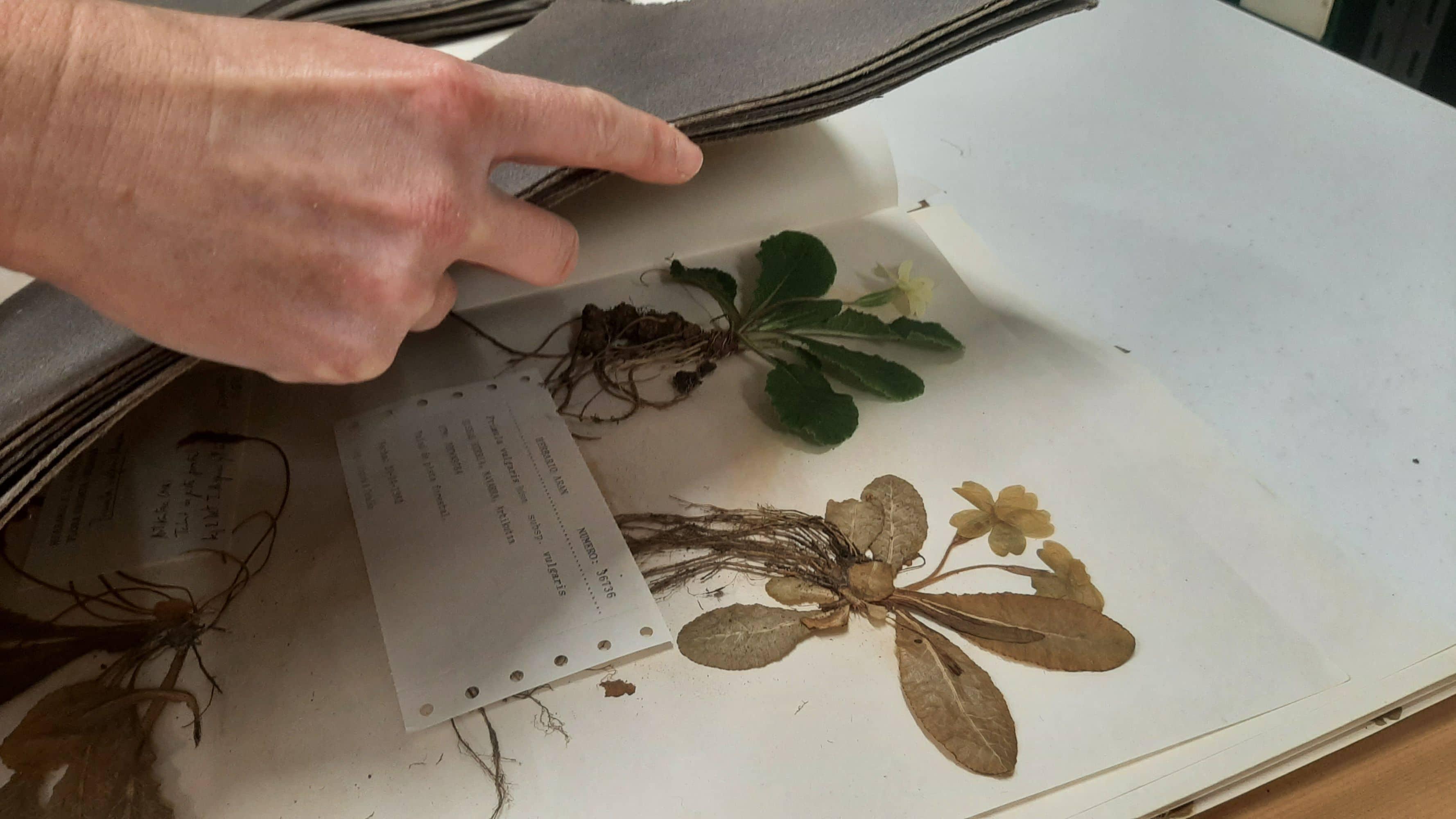 Curso de posgrado "Nomenclatura Botánica"