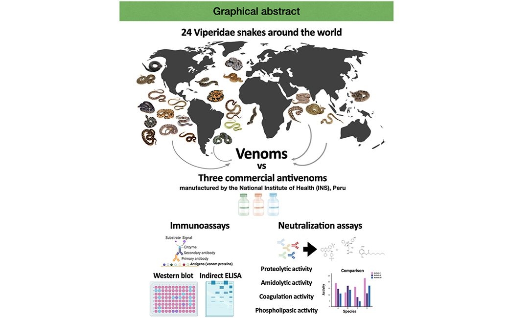 Artículo científico | Variabilidad funcional e inmunológica de los venenos de vipéridos a través de continentes y neutralización cruzada por antivenenos peruanos