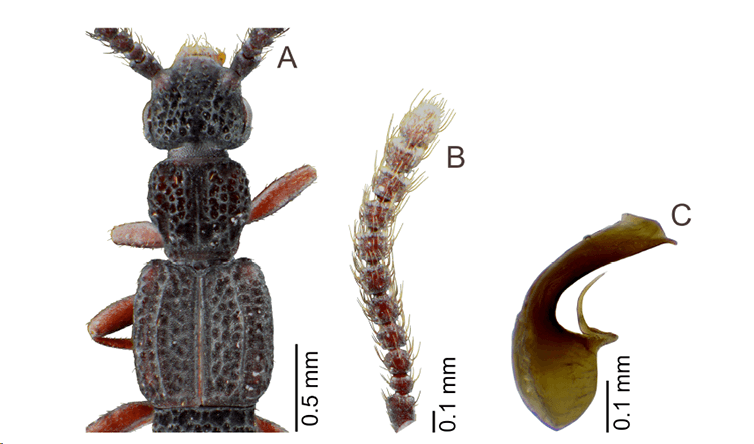 Artículo científico | New species and new records of Glyptoma Erichson, 1839 (Coleoptera: Staphylinidae)