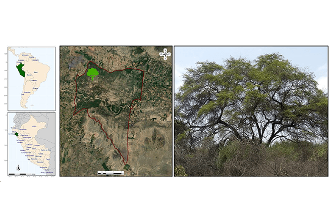 Artículo científico | A chromosome-level genome assembly of the Peruvian Algarrobo (Neltuma pallida) provides insights on its adaptation to its unique ecological niche