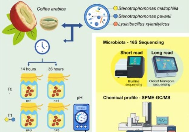 Artículo científico | Coffee fermentation assisted by bacterial starter cultures enhance coffee quality in northern Peru.
