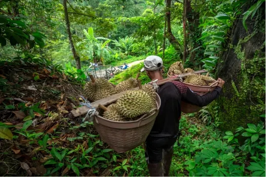 botanica-tropical-con-mencion-en-botanica-economica