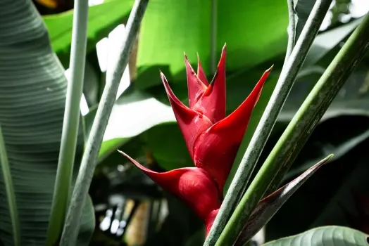 botanica-tropical-con-mencion-en-etnobotanica