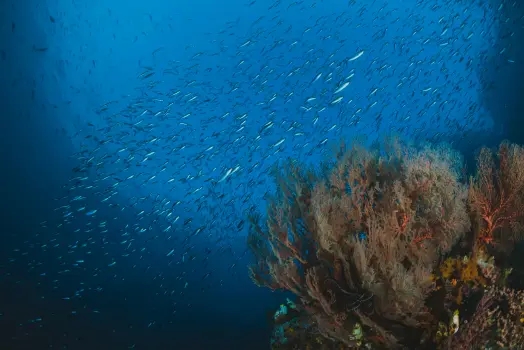 ecosistemas-y-recursos-acuaticos-con-mencion-en-ecosistemas-acuaticos