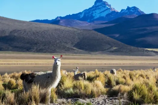 zoologia-con-mencion-en-ecologia-y-conservacion