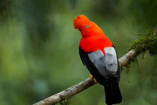 zoologia-con-mencion-en-sistematica-y-evolucion