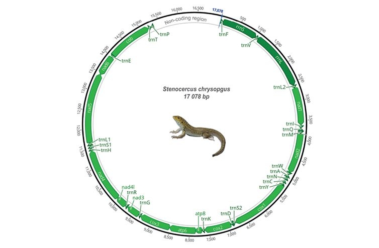 Artículo científico | Systematics of Stenocercus chrysopygus Boulenger, 1900 (Squamata, Tropiduridae) species complex using genetic and morphological evidence