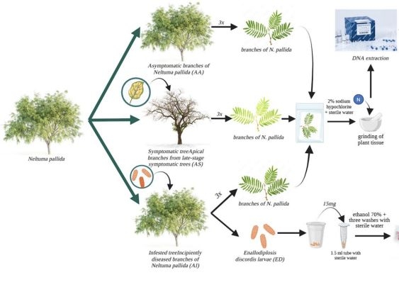 Artículo científico | Exploring the Algarrobo Decline in the Pómac Forest: Unraveling the Relationship between the Endomicrobiome of Neltuma pallida and Enallodiplosis discordis