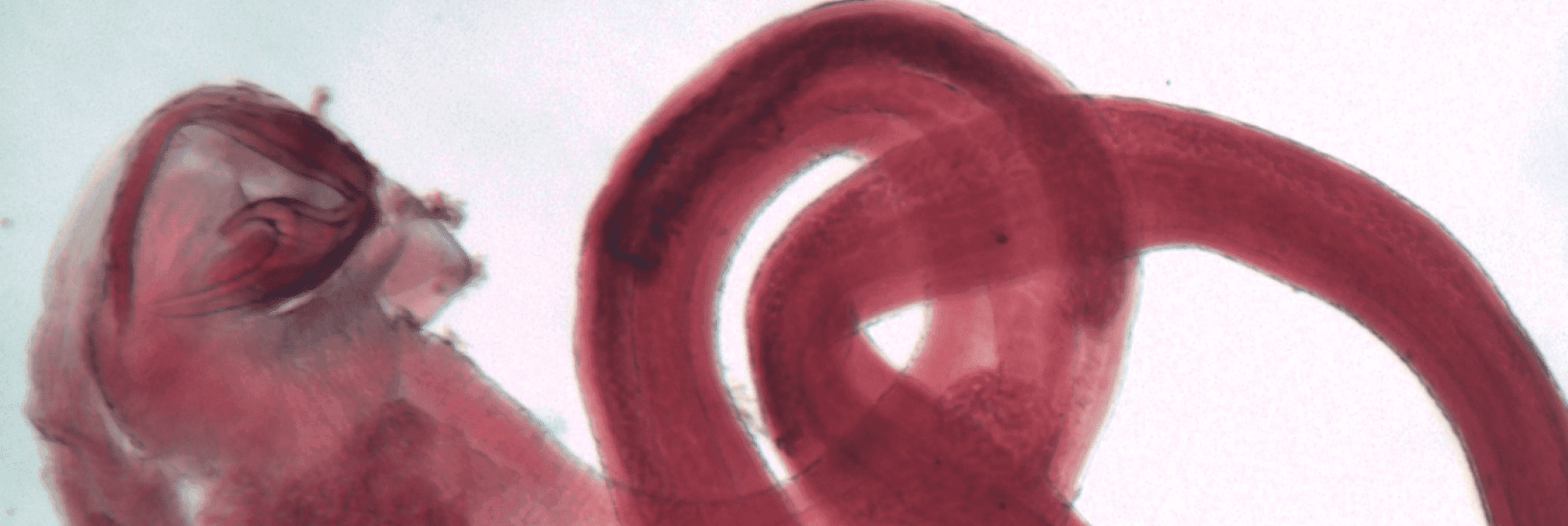 Banner Programa