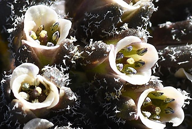 Artículo científico | Mancoa chontaensis, a new species from Peru, and a synopsis of the genus Mancoa (Halimolobeae; Brassicaceae)