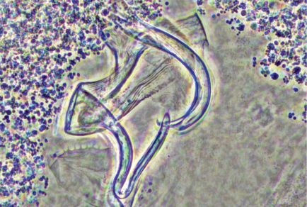 Artículo científico | New and previously described Acleotrema species (Monogenea, Diplectanidae) parasitizing sea chubs (Centrarchiformes: Kyphosidae) in the Southeastern Pacific Ocean